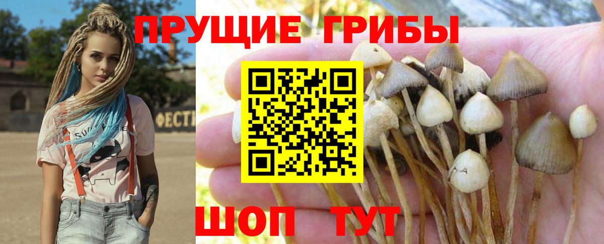 Псилоцибиновые грибы мицелий Великий Устюг
